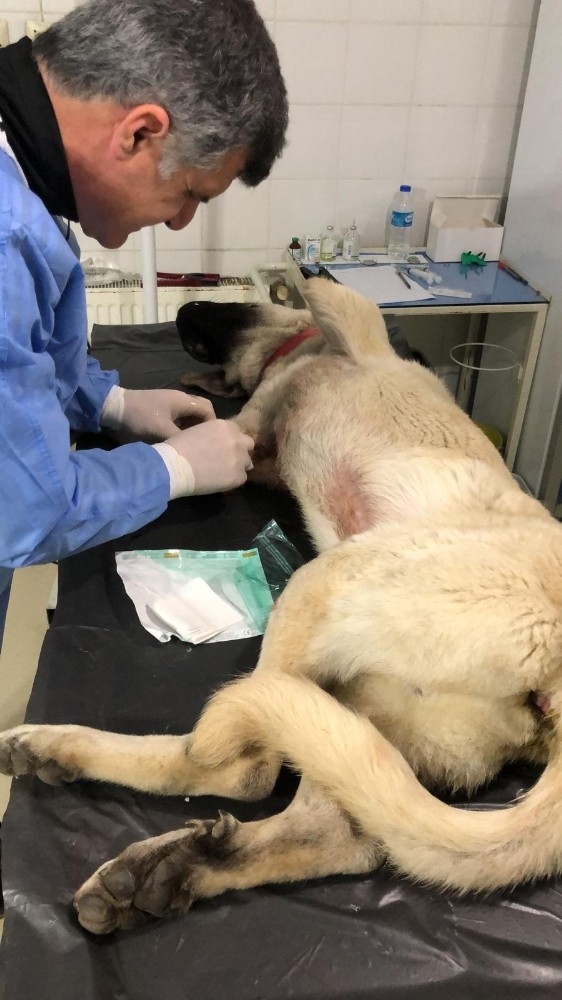 Yaralı Köpeğe Hızlı Müdahale