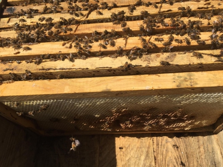 Bal Arıları Kış Uykusundan Uyandı