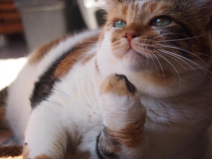 Ekranların Sevilen Kedisi Zümrüt Şaziye Sokak Hayvanlarına Yardım Götürüyor