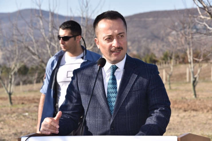 Bilecik’te ’Ceviz Budama Günü’ Yapıldı