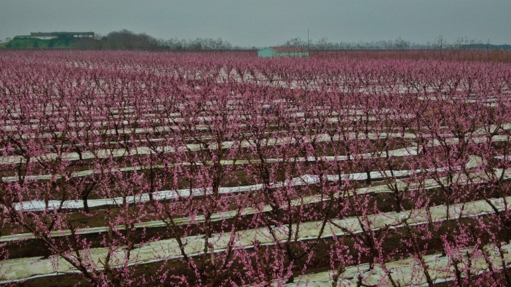 Ağaçlar Çiçek Açtı, Şehir Pembeye Boyandı