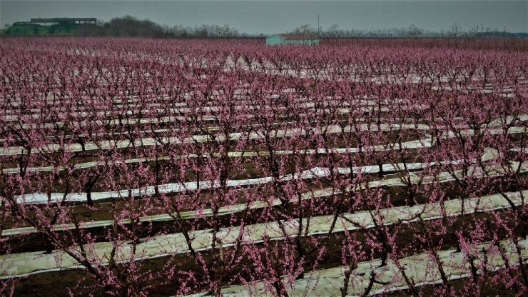 Ağaçlar Çiçek Açtı, Şehir Pembeye Boyandı