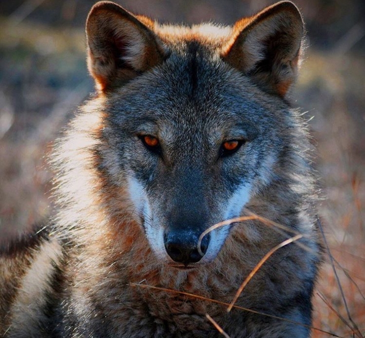 Yaban Hayatında Kurtlarla Yan Yana Bir Genç