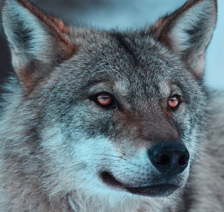 Yaban Hayatında Kurtlarla Yan Yana Bir Genç