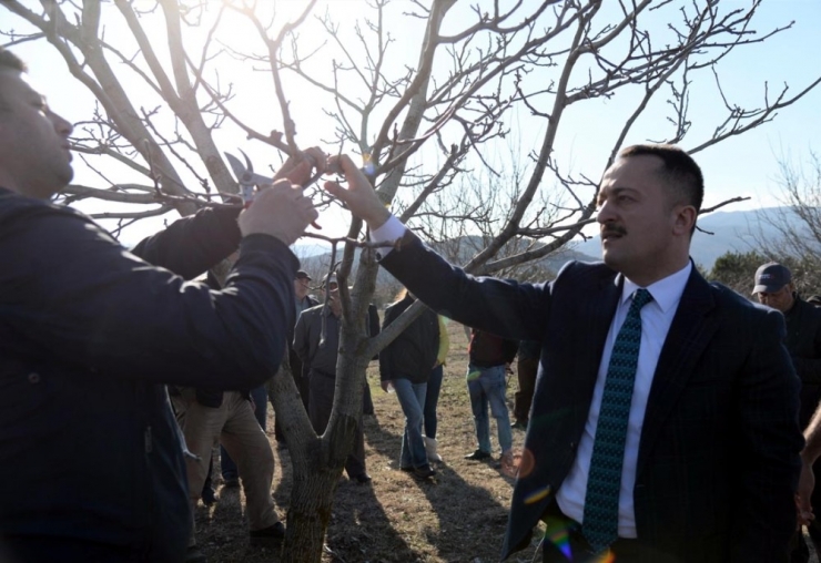 Bozüyük’te ’Ceviz Budama’ Etkinliği Düzenledi