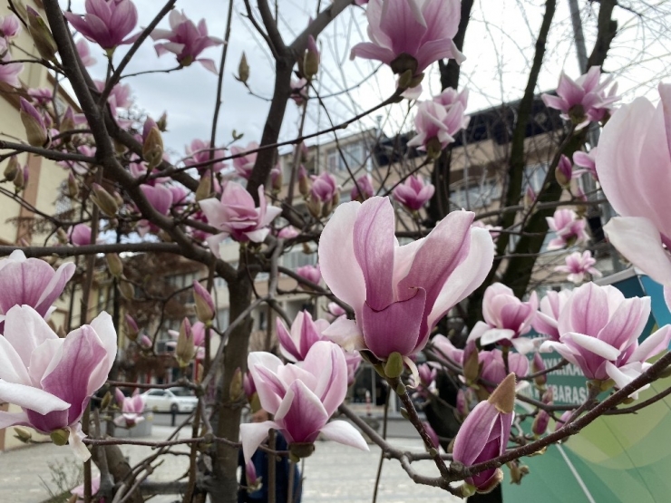 Ağaçlar Çiçek Açtı, Düzce’ye Bahar Geldi
