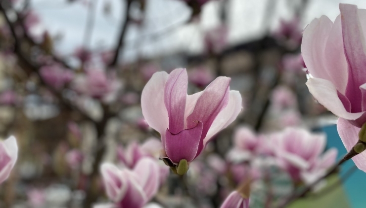 Ağaçlar Çiçek Açtı, Düzce’ye Bahar Geldi
