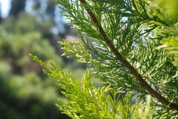 Türkiye’nin İlk Polen Alerji Bülteni İzmir’de