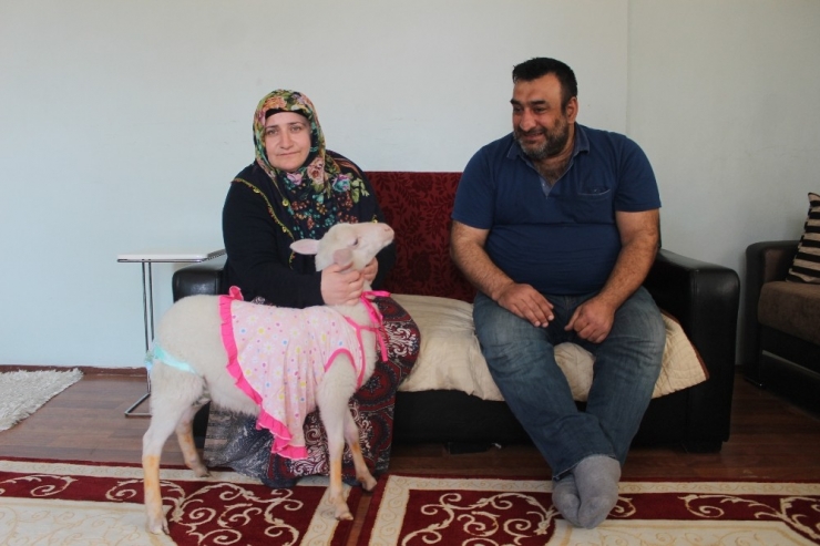 Kurbanlık Olarak Aldıkları Kuzu Evlatları Gibi Oldu