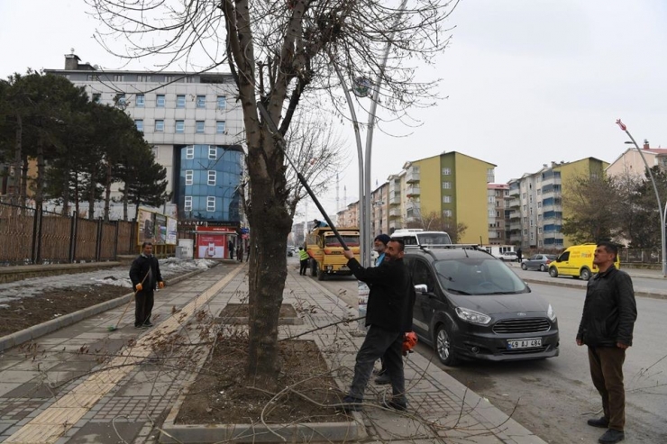 Muş Belediyesinden Ağaç Budama Çalışmaları