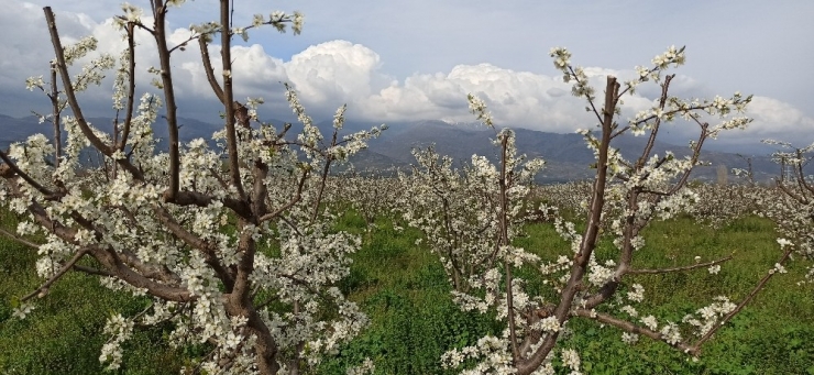 Ödemiş Ovası Erik Beyazı İle Kaplandı