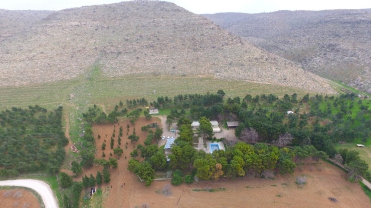 Kuzuların Anneleri İle Buluşması Havadan Görüntülendi