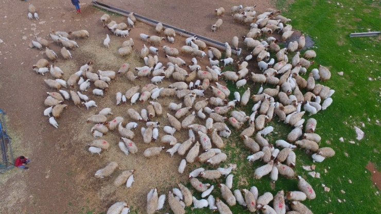 Kuzuların Anneleri İle Buluşması Havadan Görüntülendi