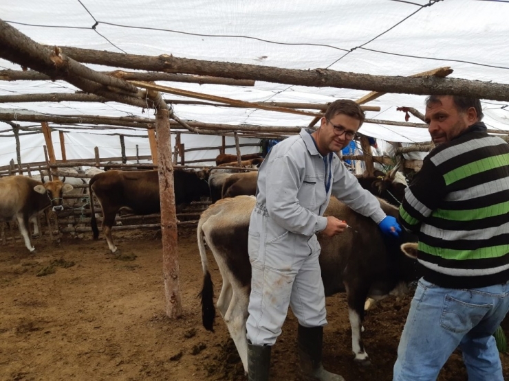 Simav’da 40 Bin Büyükbaş Hayvana Şap Aşısı