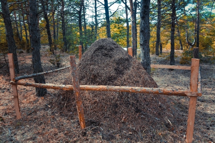 Görünce Gözlerine İnanamadılar, Hemen Koruma Altına Alındı