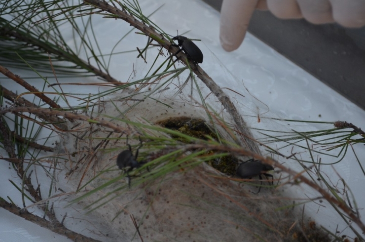 Ormanlar ‘Terminatörlere’ Emanet