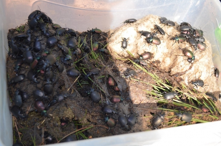 Ormanlar ‘Terminatörlere’ Emanet