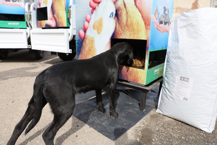 Bursa’da Can Dostları Sahipsiz Değil