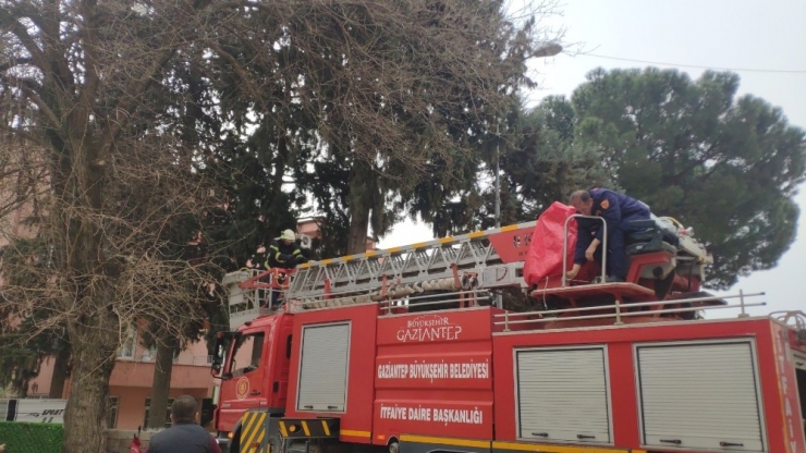 Ağaçta 2 Gün Mahsur Kalan Kedi Kurtarıldı