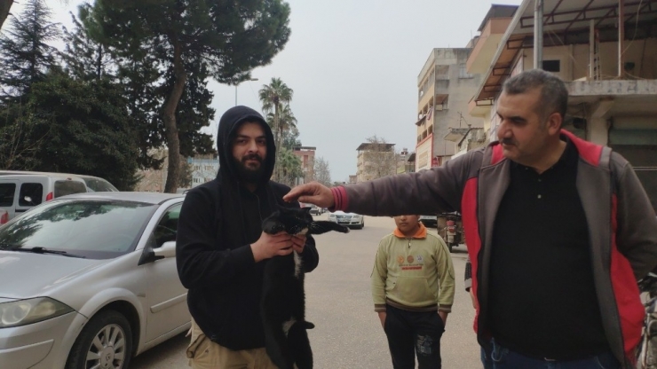 Ağaçta 2 Gün Mahsur Kalan Kedi Kurtarıldı