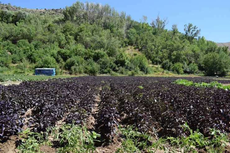 Koronavirüs Reyhan Satışlarını İkiye Katladı