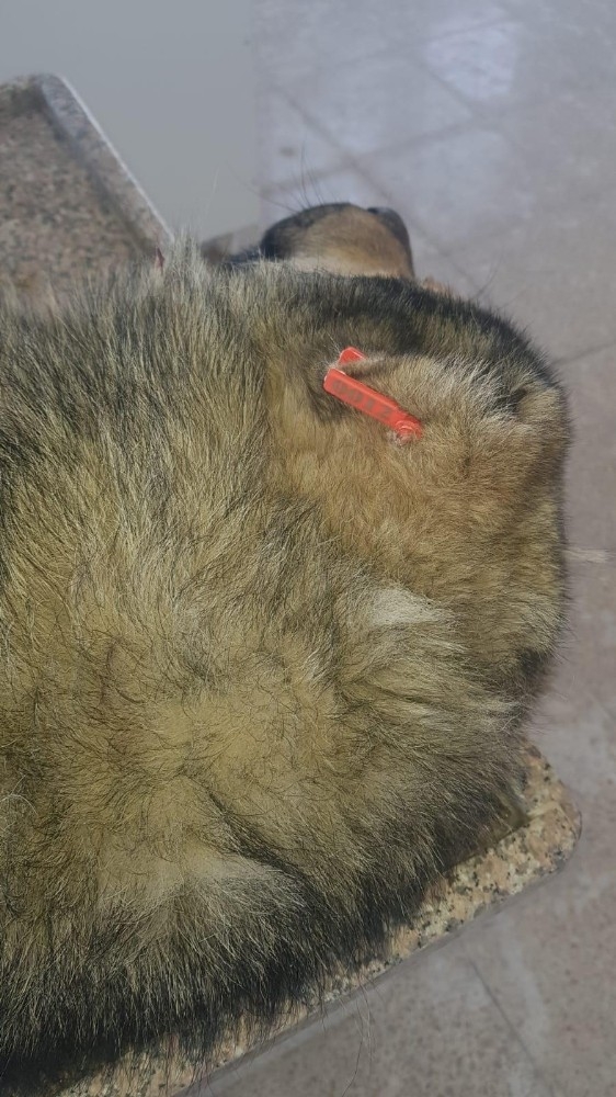 Ağrı’da Sokak Hayvanları Kısırlaştırılıyor