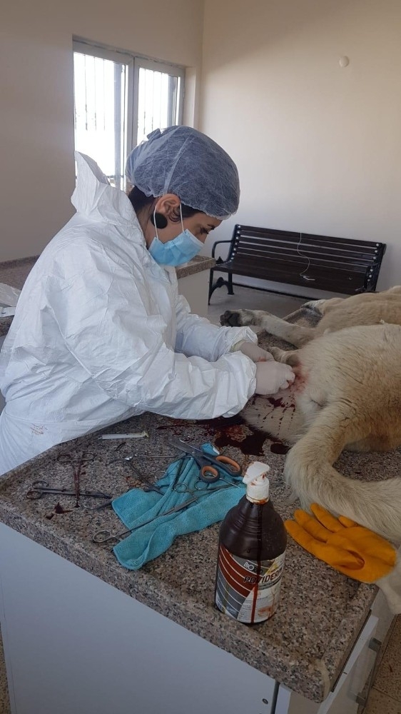 Ağrı’da Sokak Hayvanları Kısırlaştırılıyor