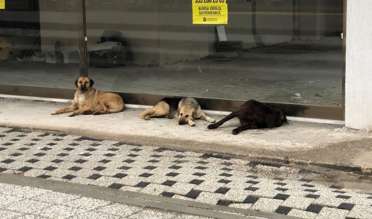 Başıboş Köpekler Yaşlı Adama Saldırdı, Hastanelik Etti