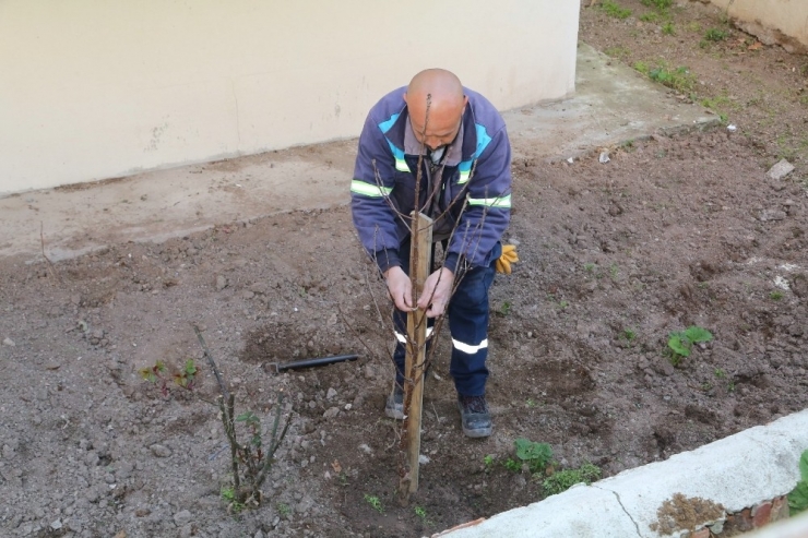 Vişnelik Mahallesi Vişne Ağaçları İle Anılacak