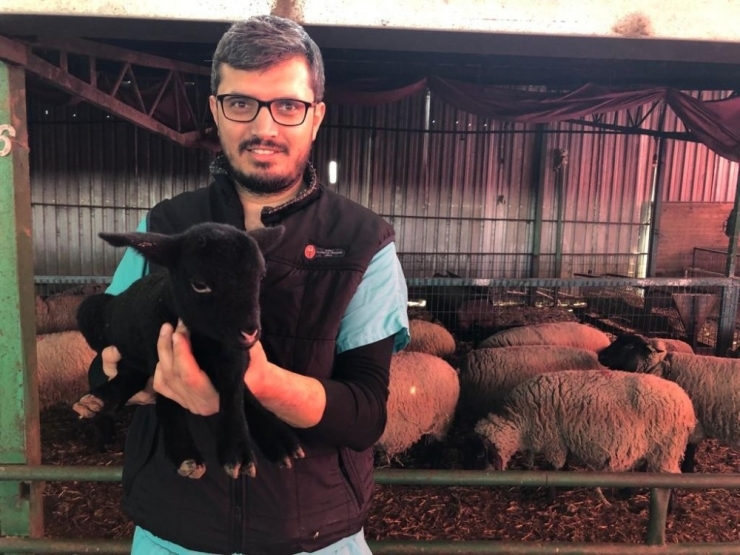 Bu Koyunlardan Almak İçin 6 Ay Sıra Beklemeniz Gerekiyor