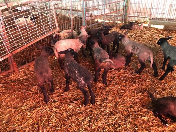 Bu Koyunlardan Almak İçin 6 Ay Sıra Beklemeniz Gerekiyor