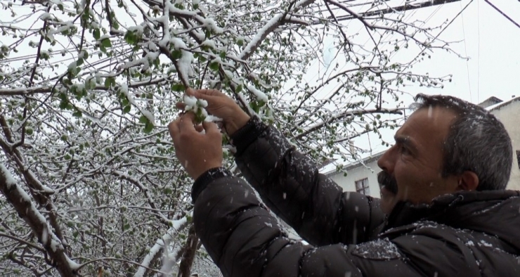 Giresunlu Fındık Üreticisi Yağan Mart Karı Yüzünden Endişeli