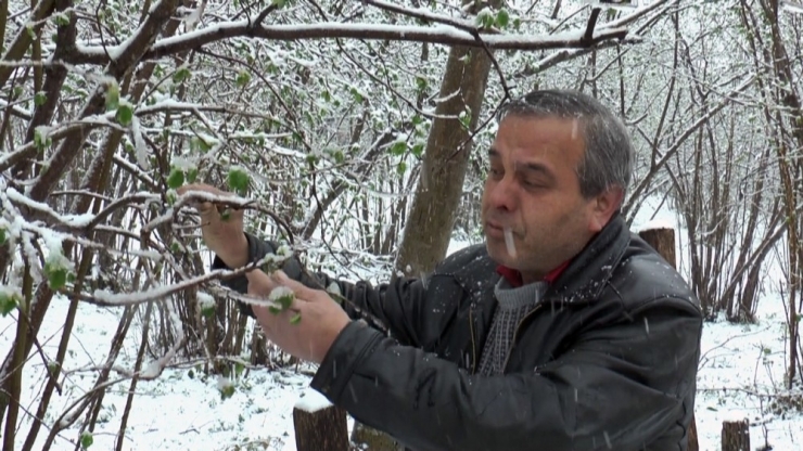 Giresunlu Fındık Üreticisi Yağan Mart Karı Yüzünden Endişeli