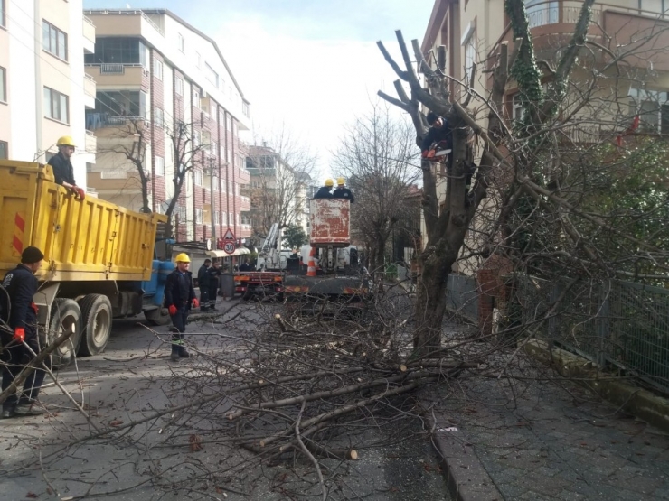 Gebze Parklarındaki Ağaçlara Bahar Bakımı