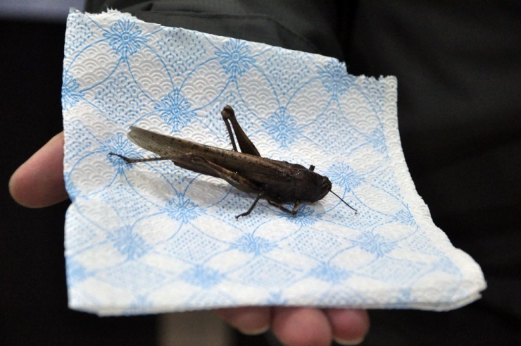 İran’ı İstila Eden Çekirge Yüksekova’da Görüldü