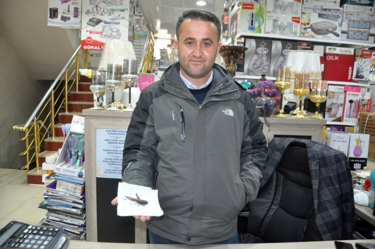 İran’ı İstila Eden Çekirge Yüksekova’da Görüldü