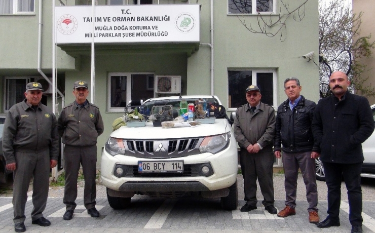 Tuzakla Saka Kuşu Avcılığına 10 Bin Tl Ceza