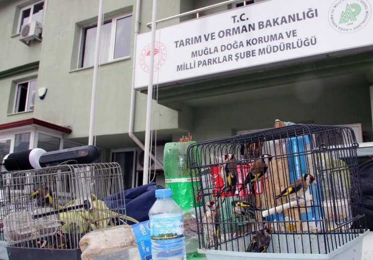 Tuzakla Saka Kuşu Avcılığına 10 Bin Tl Ceza