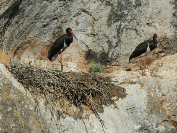 Nesilleri Tükenmekte Olan Kara Leylekler Bilecik’teki Yuvalarına Döndüler
