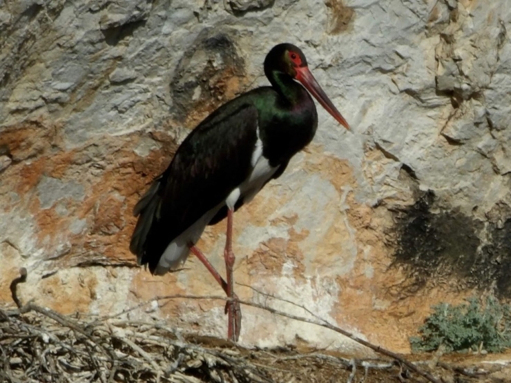 Nesilleri Tükenmekte Olan Kara Leylekler Bilecik’teki Yuvalarına Döndüler