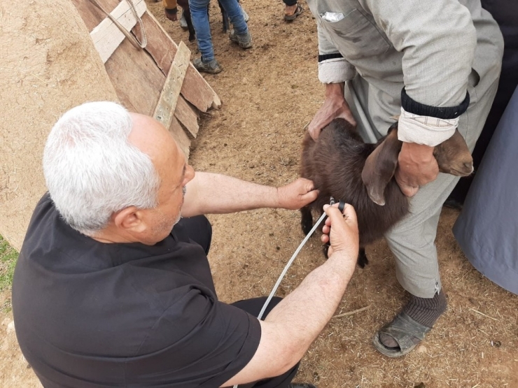 Suriye’deki Büyük Ve Küçükbaş Hayvanlar Kayıt Altına Alınıyor
