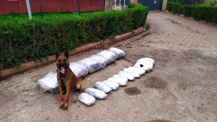 "Oscar" 49 Kilo 700 Gram Esrar Buldu