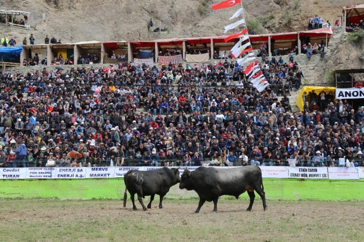 Korona Virüsü Boğa Güreşlerini De Vurdu