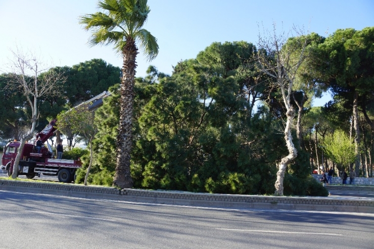 Karayoluna Dev Çam Ağacı Devrildi, Facia Ucuz Atlatıldı