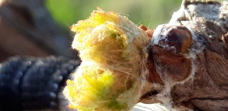 Üzümün Başkentinde Bağlar Göz Verdi