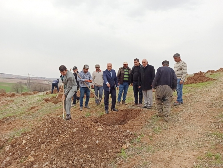 Gölbaşı İlçesinde Ceviz Projesi