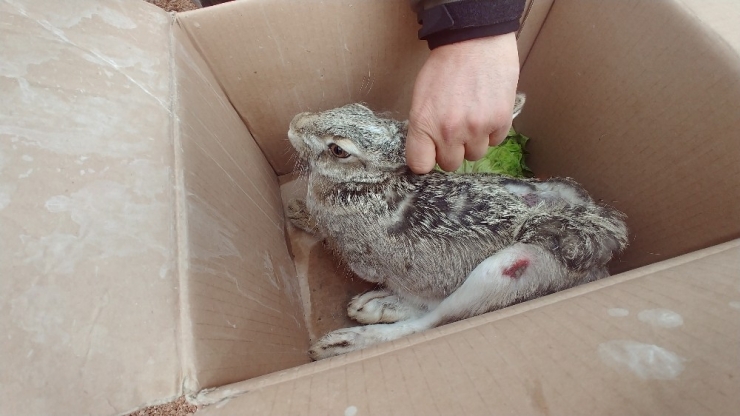 Yaralı Hayvanlara Hayat Eli