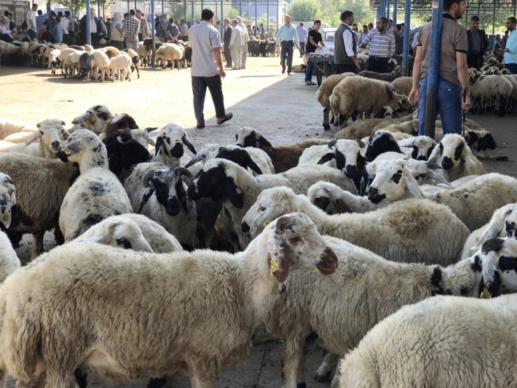 Korona Virüsü Bölgenin En Büyük Hayvan Pazarını Vurdu