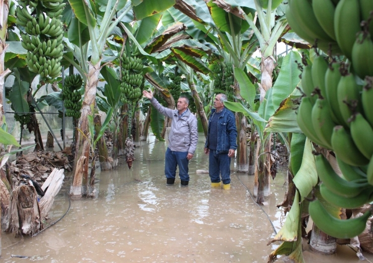 2 Bin Dönüm Muz Serası Sular Altında