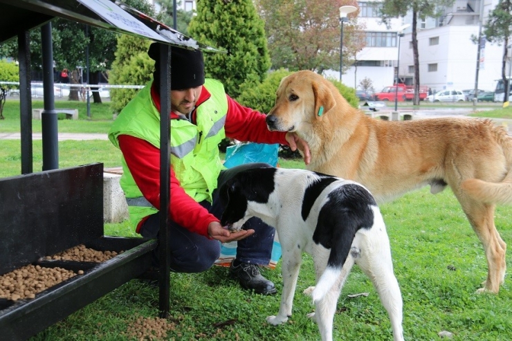 Sokak Hayvanlarına Özel İlgi